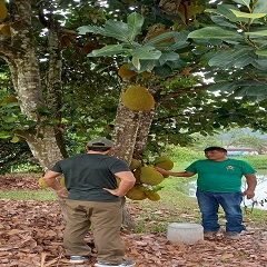 Jackruit la fruta mas grande el mundo, en Rio Negro, Satipo, Junin, Peru.