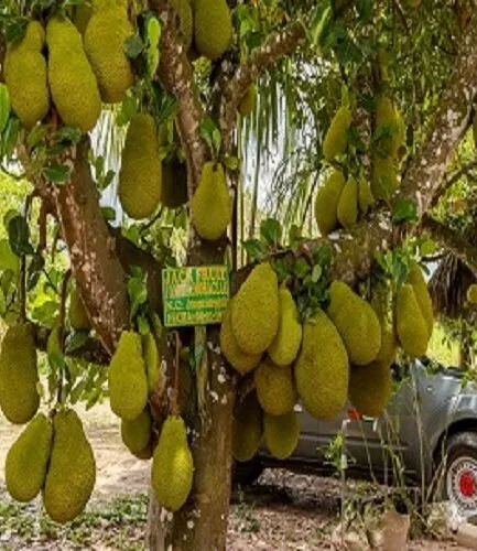 Jackruit la fruta mas grande del mundo, en Rio Negro, Satipo, Junin, Peru
