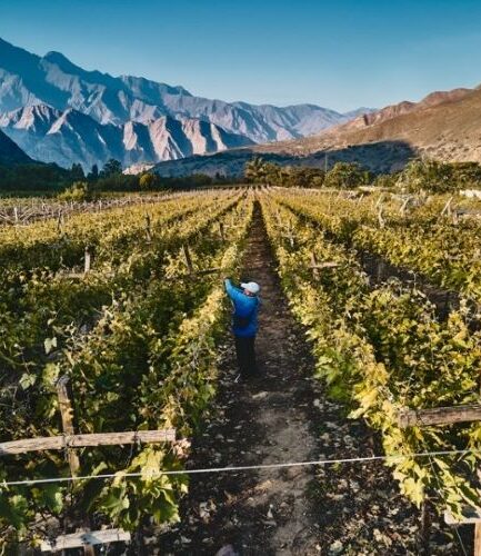 Viñedos,Cascas,La Libertad,Perú