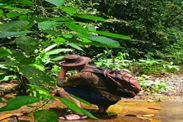 Biodiversidad amazónica